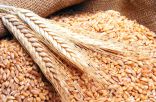 مصر تضع شرطاً قبل استيراد القمح من الهند